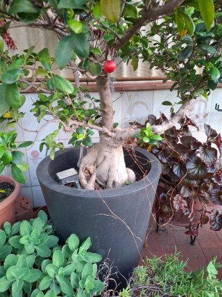 Bonsái Ficus Ginseng