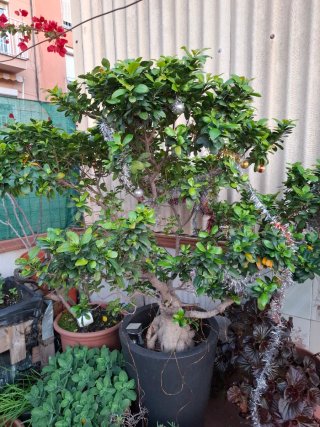 Bonsái Ficus Ginseng