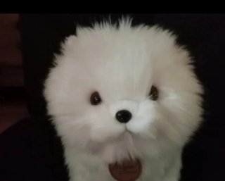 Peluche cachorro Bichón maltés  Muy realista!