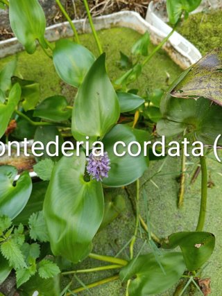 Plantas Acuáticas