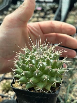 Mammillaria Compressa vaso 7,5 cm