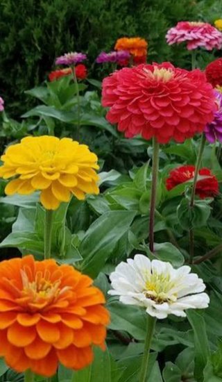 Plantas jóvenes de zinia, cosmos y clavel indio