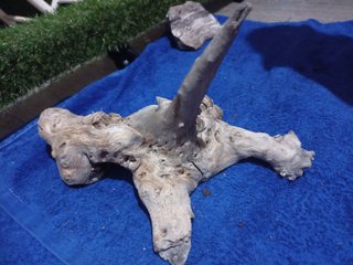 Tronco cavernario