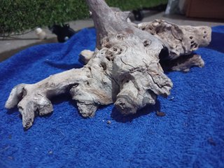 Tronco cavernario
