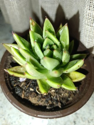 Echeveria planta suculenta