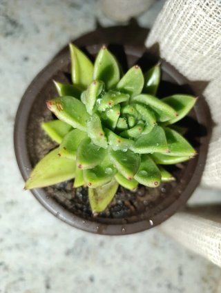 Echeveria planta suculenta