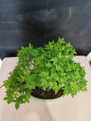 Bonsái Acer Japonés