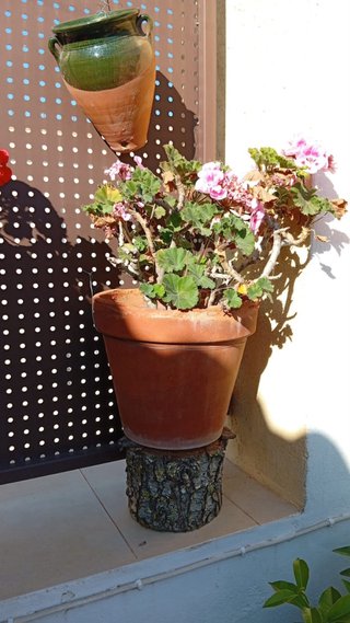 Macetas de geranios terracota