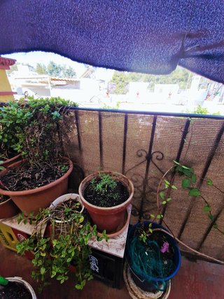 Plantas