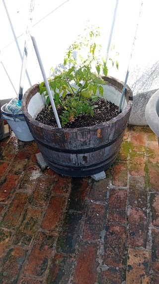 Maceta grande de madera con tomatera