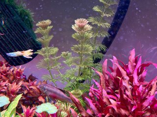 Lote 10+2 plantas de acuario variadas y coloridas