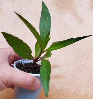 Petunia del desierto morada