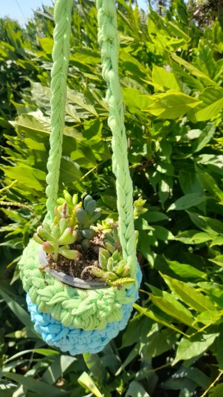 Colgante para plantas con suculentas