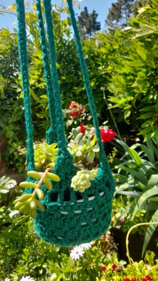 Colgante Maceta Suculentas Variadas