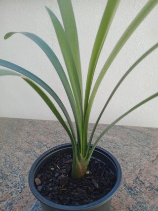 Clivia en maceta negra