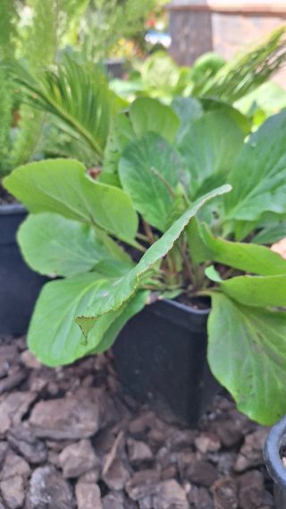 Hortensia de invierno en maceta