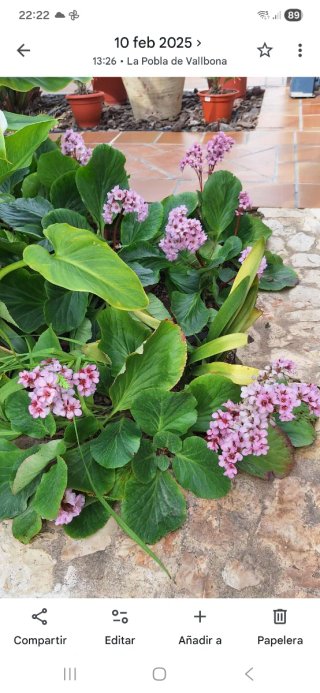 Hortensia de invierno en maceta