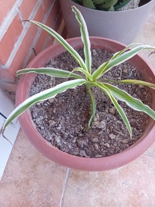 Planta de interior con maceta