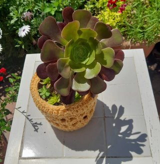 Aeonium arboreum Atropurpureum en maceta ganchillo