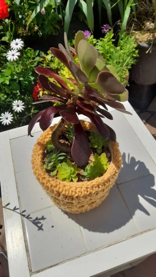 Aeonium arboreum Atropurpureum en maceta ganchillo