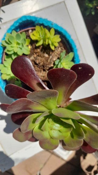 Aeonium arboreum Atropurpureum maceta ganchillo