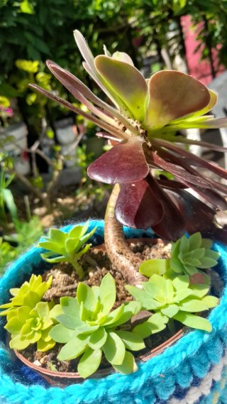 Aeonium arboreum Atropurpureum maceta ganchillo