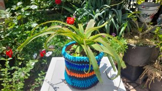 Aloe arborescens con maceta ganchillo