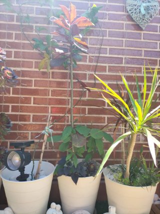 Plantas varias muy bonitas con maceteros