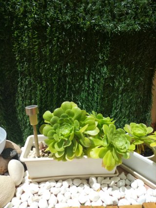 Plantas varias muy bonitas con maceteros