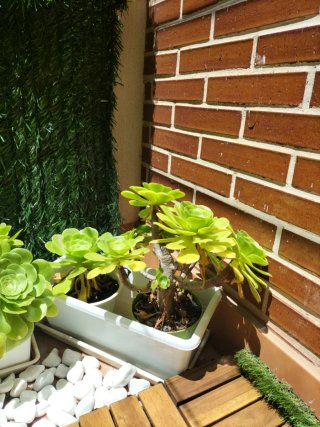 Plantas varias muy bonitas con maceteros