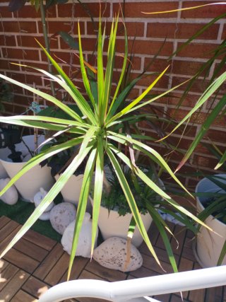 Plantas varias muy bonitas con maceteros