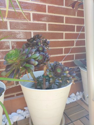 Plantas varias muy bonitas con maceteros