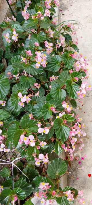 Pianta di Begonia con fiori rosa