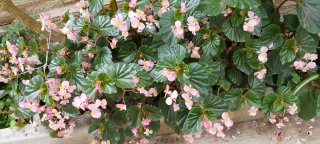Pianta di Begonia con fiori rosa