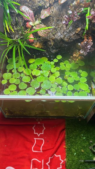Plantas flotantes para acuario
