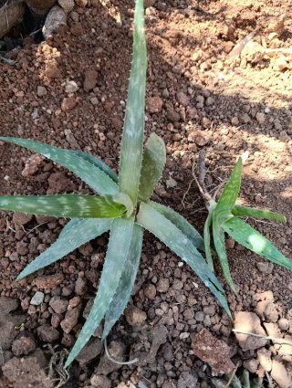 Aloe Vera y su hijuelo