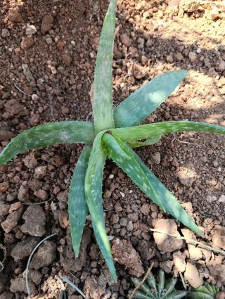 Planta Aloe Vera
