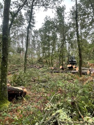 Madera en pie? (contactenos)