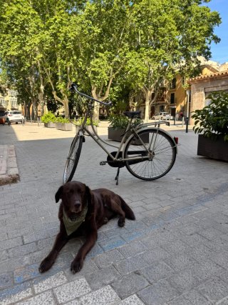 Bicicleta de paseo mujer