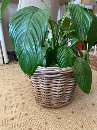 Lirio de la Paz Planta