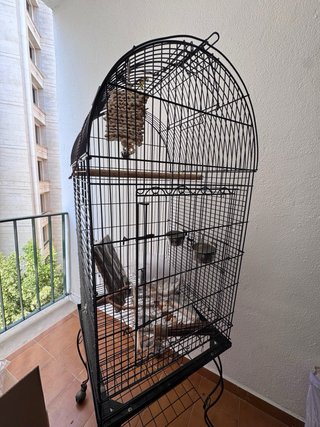 Jaula grande loro/ninfa/cotorra + accesorios