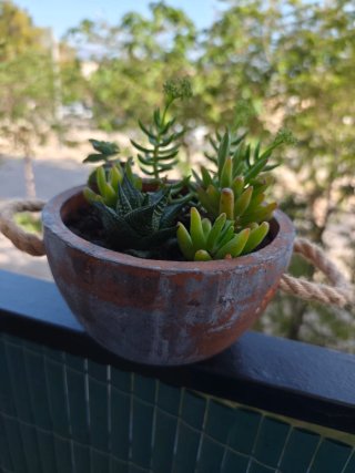 Maceta con plantas crasas