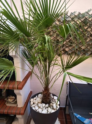 Planta de interior con maceta decorativa