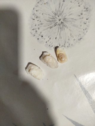 Otolitos de Corvina (3 uds)
