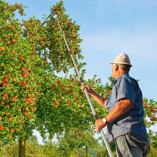 Recolector de frutas extensible 4m