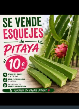 Esquejes de Pitaya a 10€