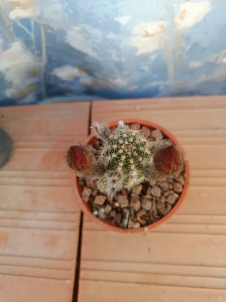 Chamacereus Lincoln Stardust Cactus