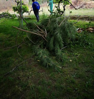 Servicios de Jardinería Césped Riego Siega