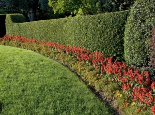 Jardinero