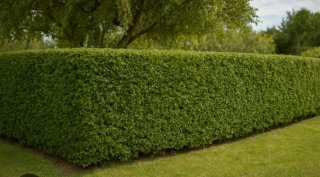 Jardinero
